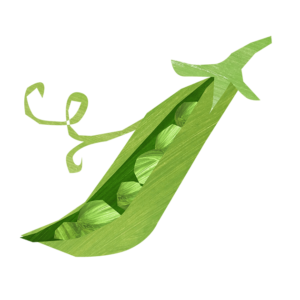 organic peas drawing